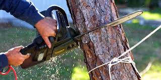 Best Soil Testing and Treatment  in Dickson, TN