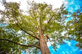 Best Emergency Tree Removal  in Dickson, TN