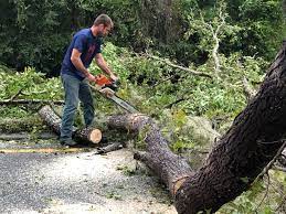 Best Tree Removal  in Dickson, TN