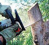 Best Arborist Consultation Services  in Dickson, TN