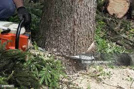 Best Tree Trimming and Pruning  in Dickson, TN