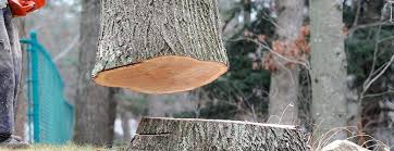 Best Hazardous Tree Removal  in Dickson, TN