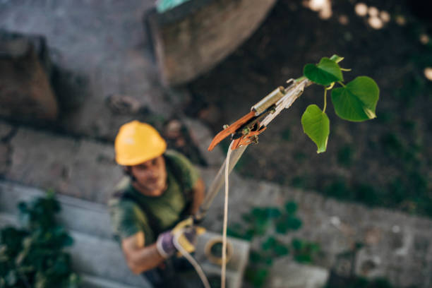 Best Tree Health Inspection  in Dickson, TN