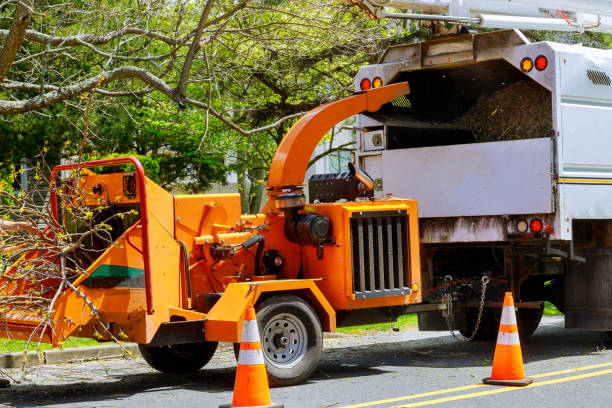 Best Tree Preservation Services  in Dickson, TN