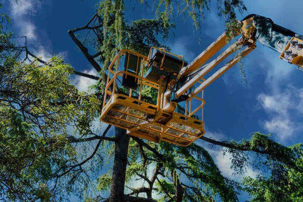Best Palm Tree Trimming  in Dickson, TN