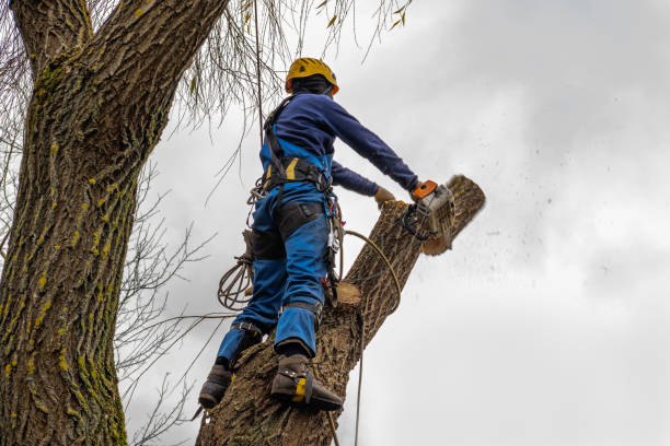Best Tree Mulching  in Dickson, TN