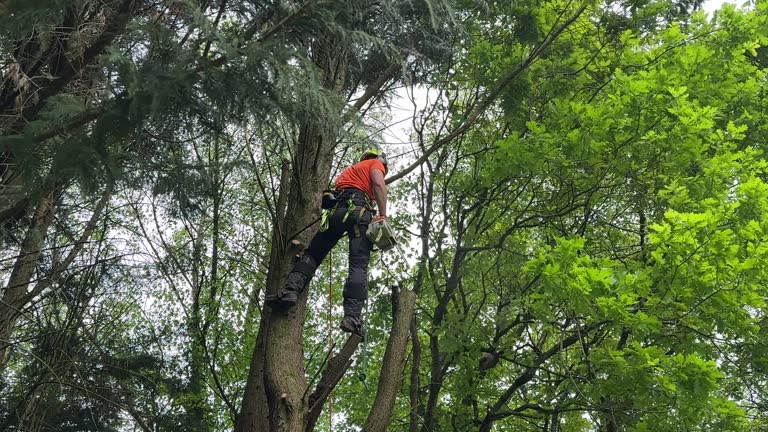 Best Tree Maintenance Programs  in Dickson, TN