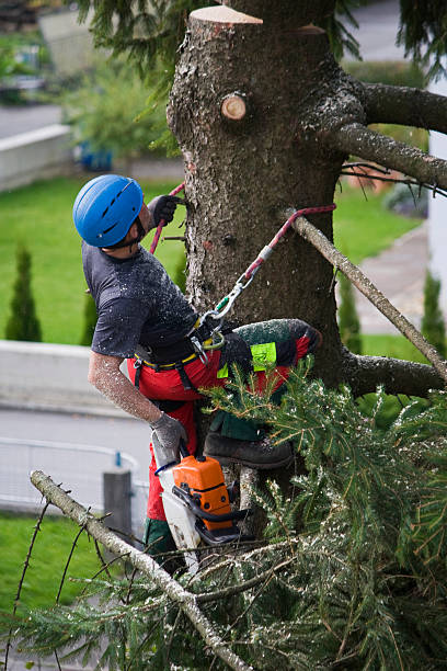 Best Fruit Tree Pruning  in Dickson, TN