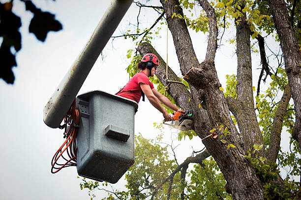 Best Leaf Removal  in Dickson, TN