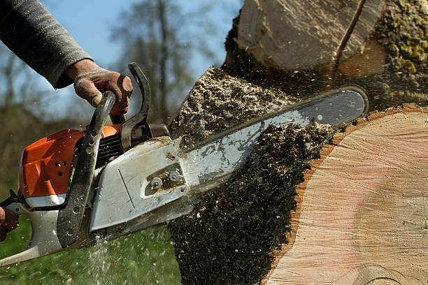 Best Tree Cabling and Bracing  in Dickson, TN