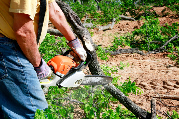 Best Stump Grinding and Removal  in Dickson, TN